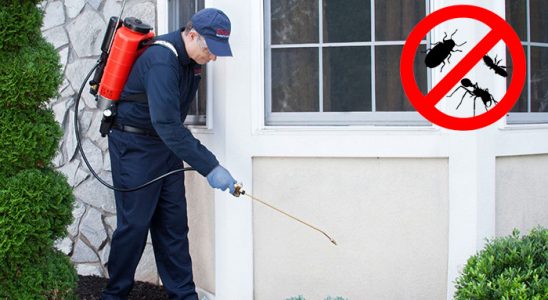 Tut Tahtakurusu İlaçlama böcek ilaçlama ve haşere kontrolü — ilaclama-tr.com